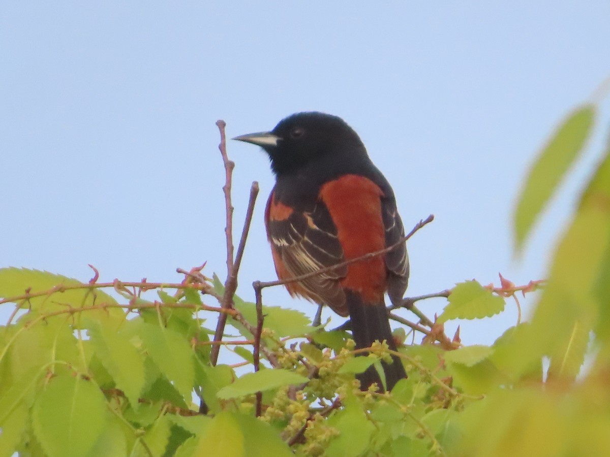 Orchard Oriole - ML617948842
