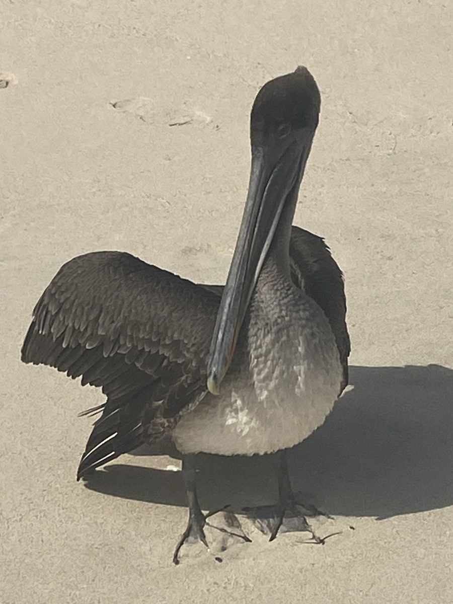 Brown Pelican - Randall Kling
