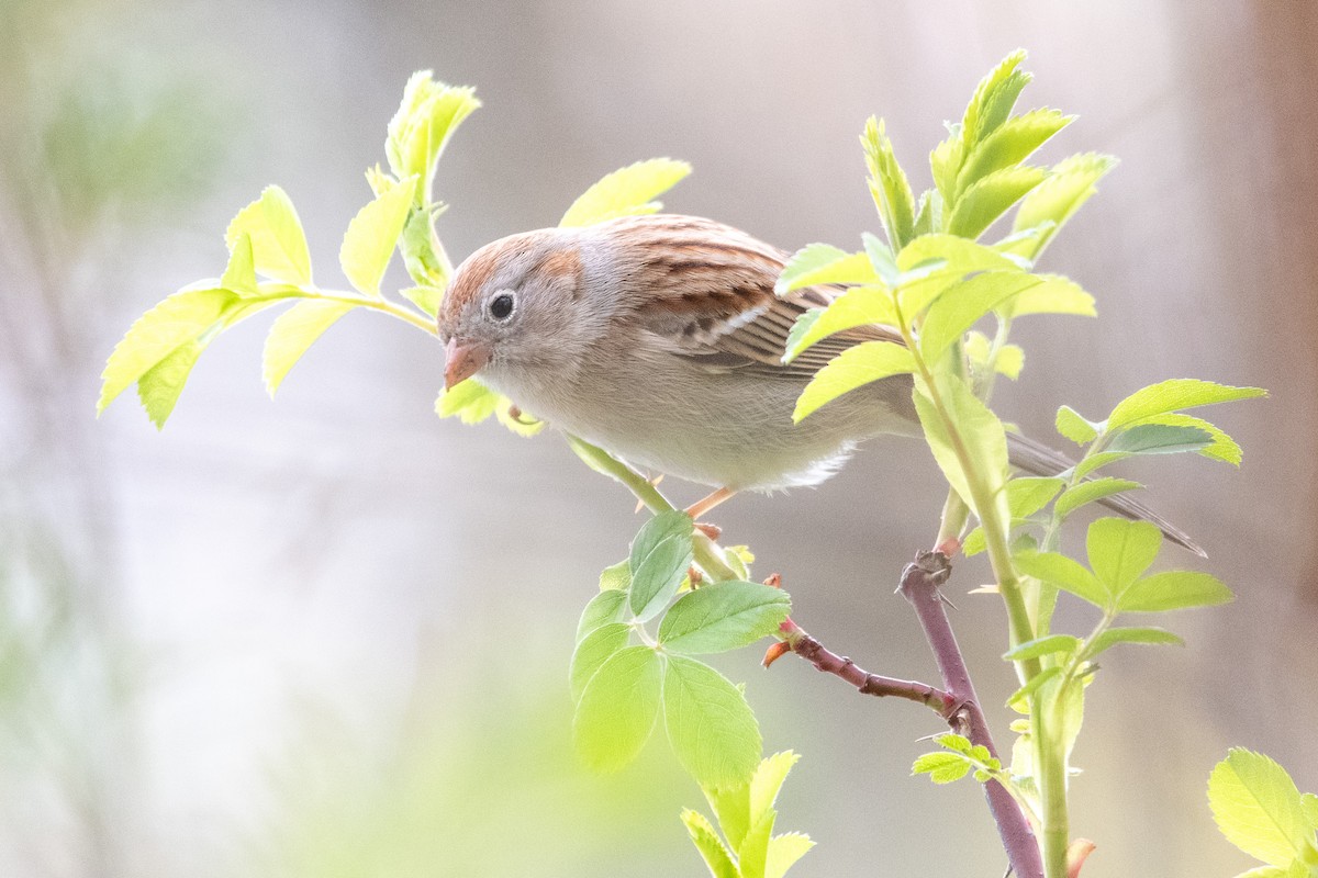 Field Sparrow - ML617948861
