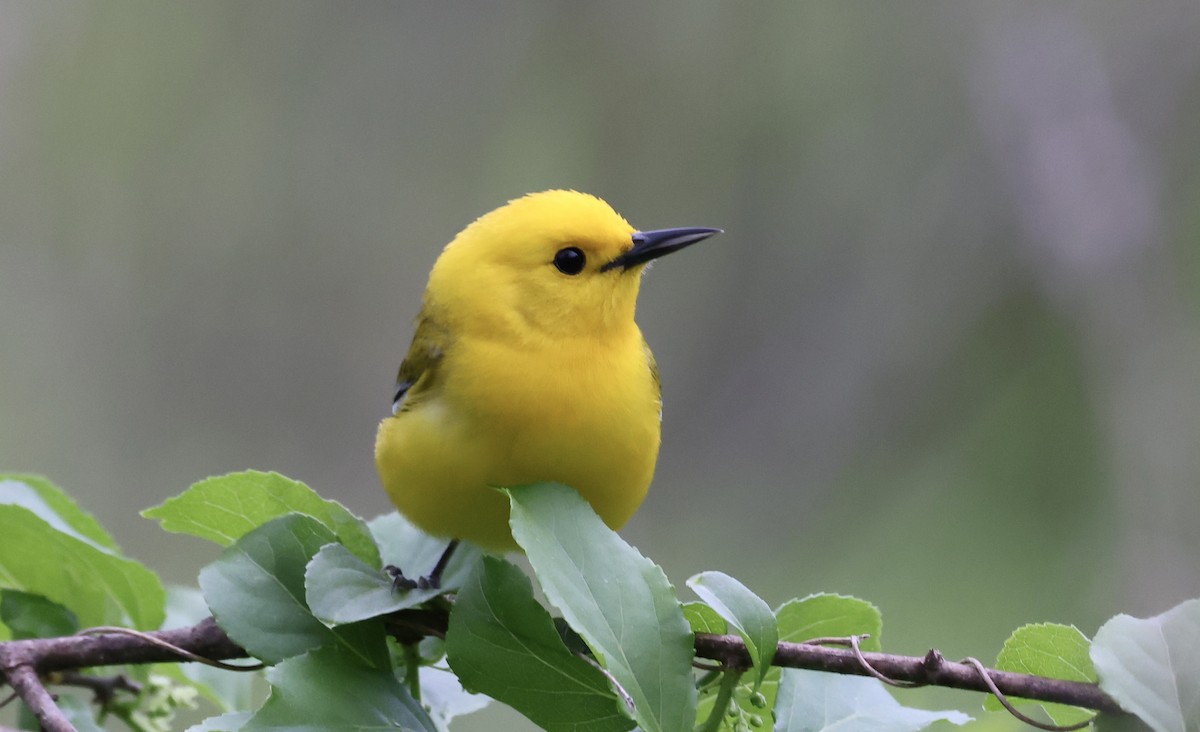 Prothonotary Warbler - ML617948871