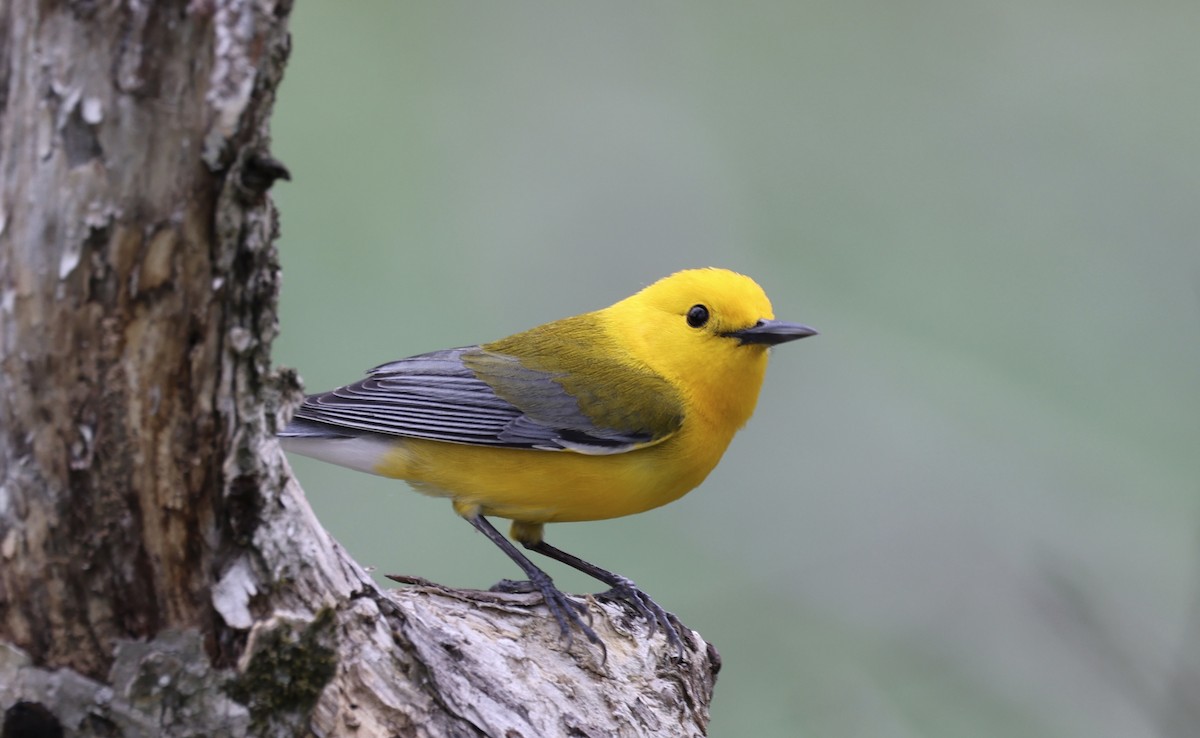 Prothonotary Warbler - ML617948874