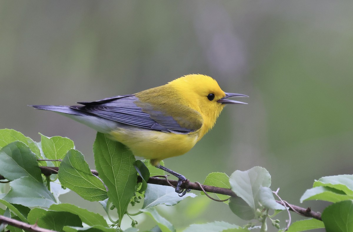 Prothonotary Warbler - ML617948876