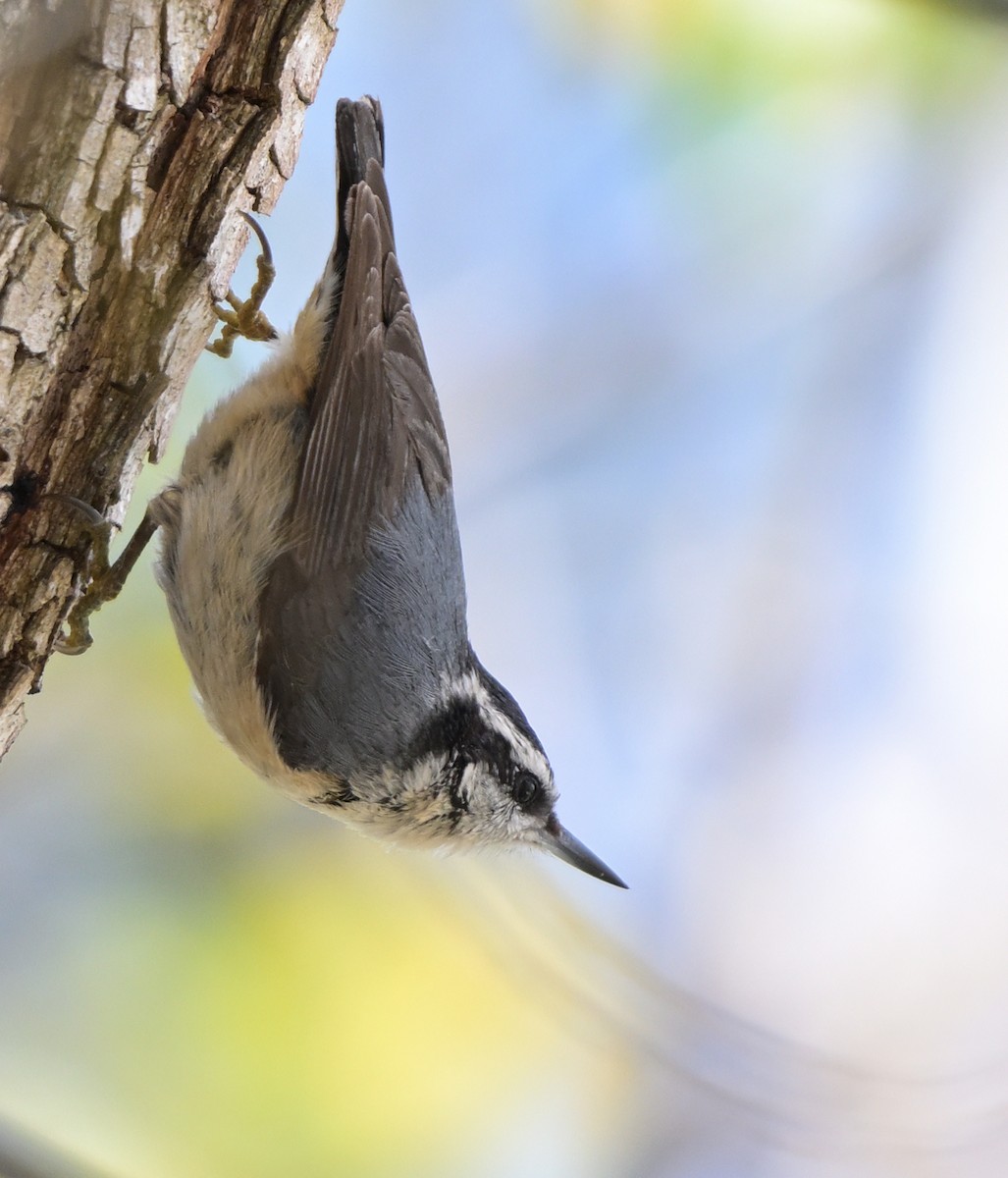 Red-breasted Nuthatch - ML617948905