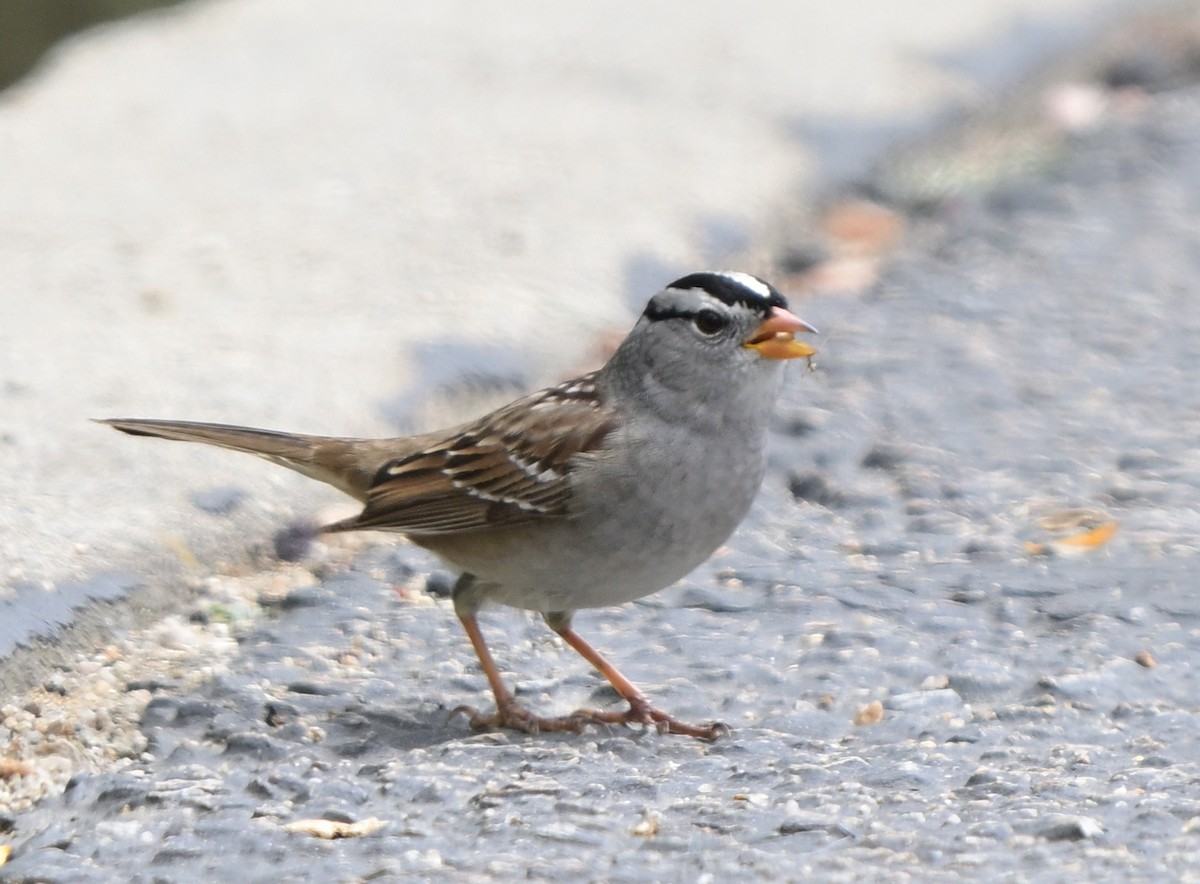 White-crowned Sparrow - ML617948925