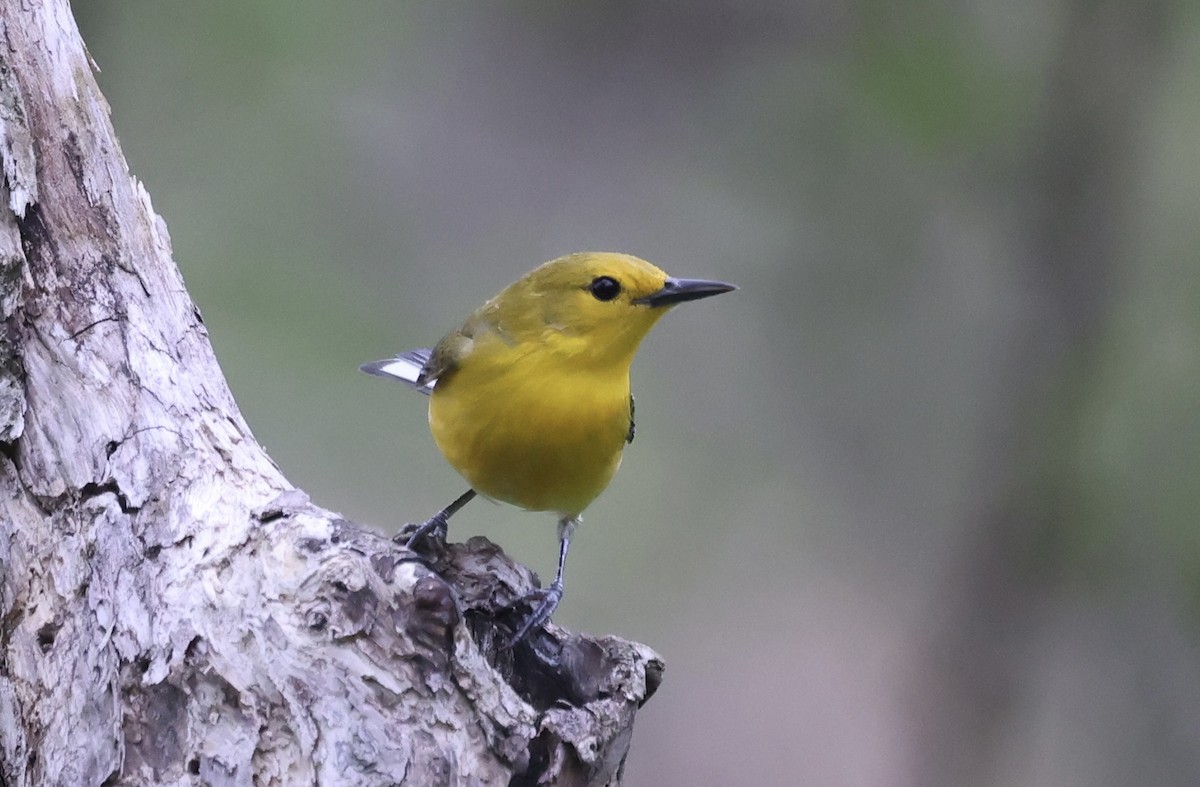 Prothonotary Warbler - ML617948926