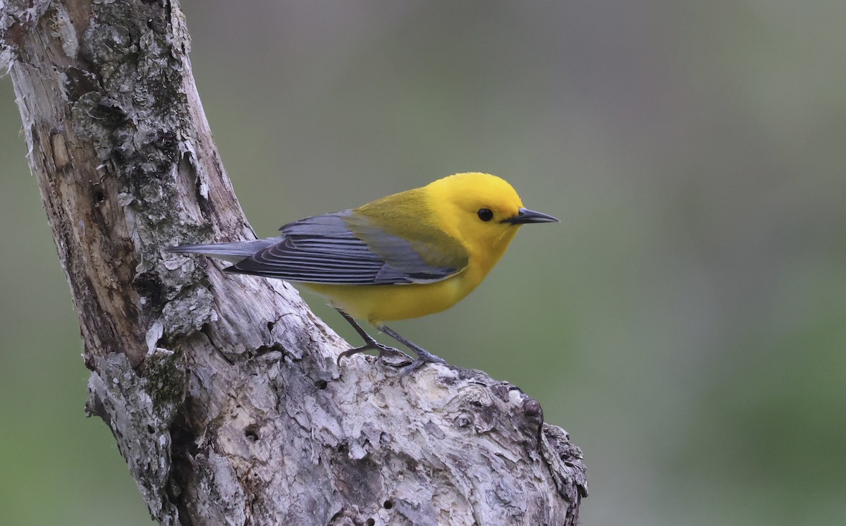 Prothonotary Warbler - ML617948936