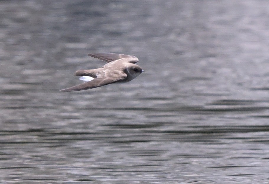 Northern Rough-winged Swallow - ML617948959
