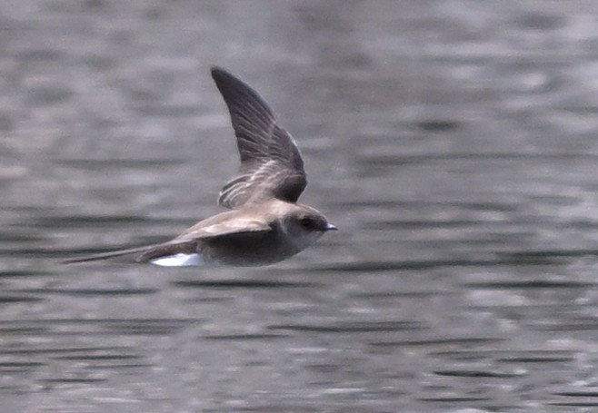 Northern Rough-winged Swallow - ML617948960
