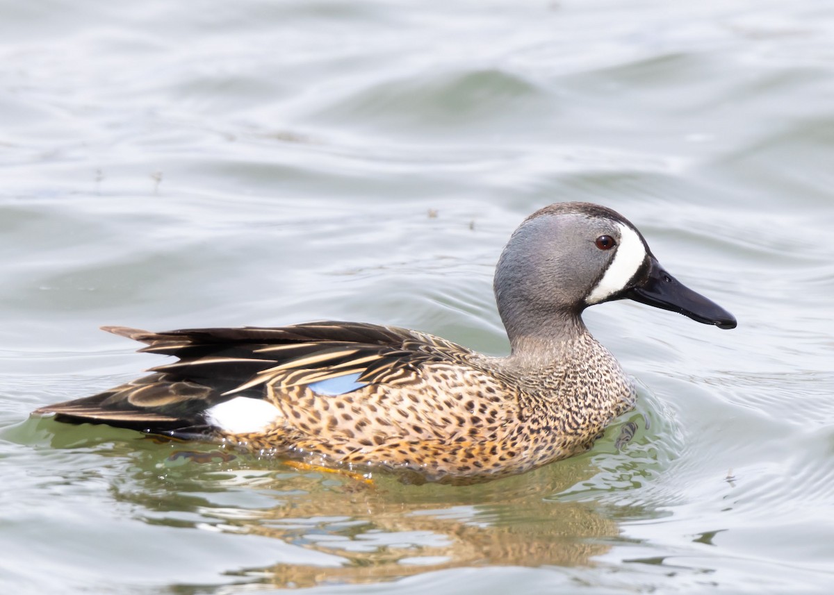 Blue-winged Teal - ML617948964