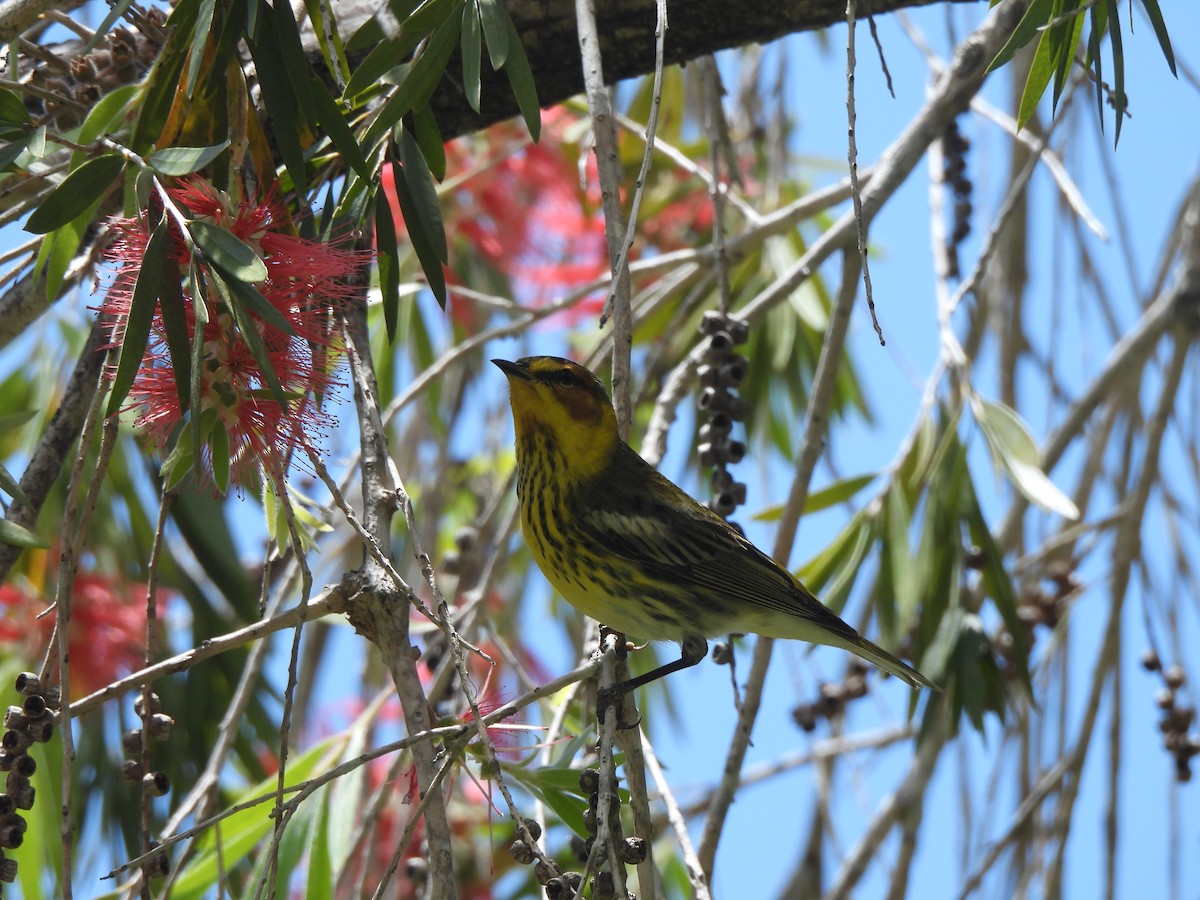Cape May Warbler - ML617949008
