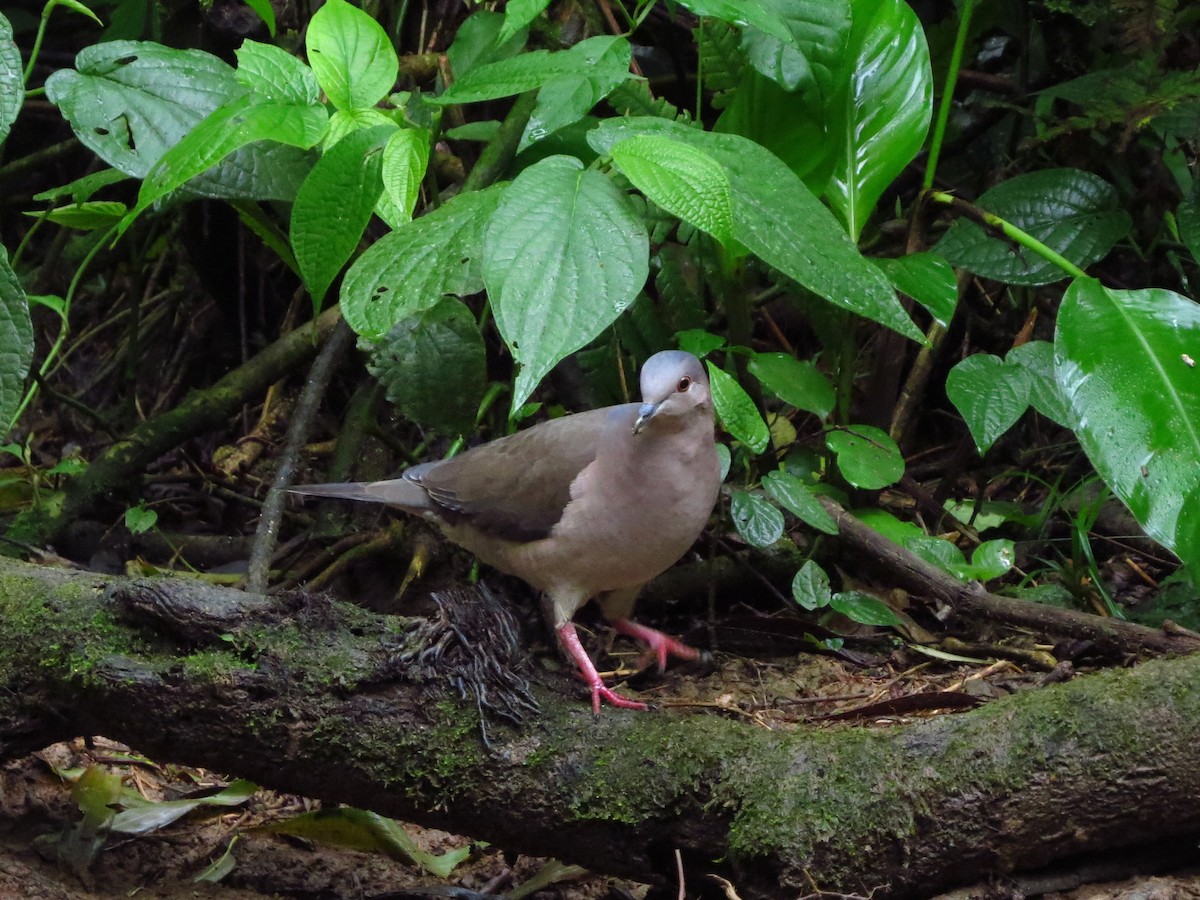 Gray-fronted Dove - ML617949010