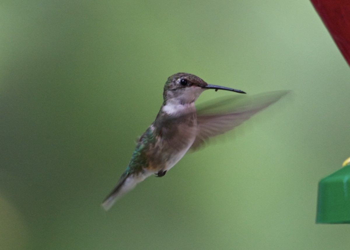 Ruby-throated Hummingbird - Gerry Mielke
