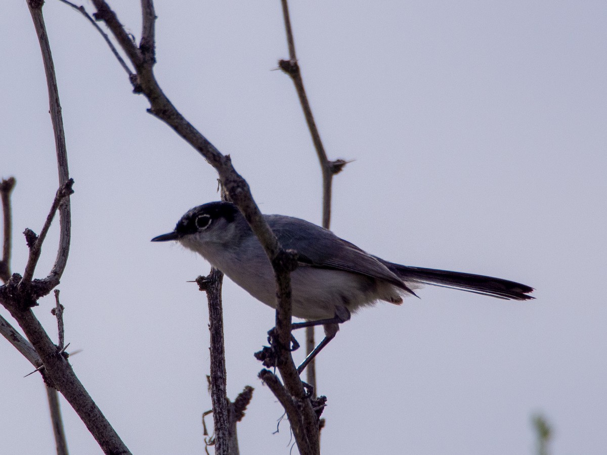 Black-tailed Gnatcatcher - Darrell Lawson