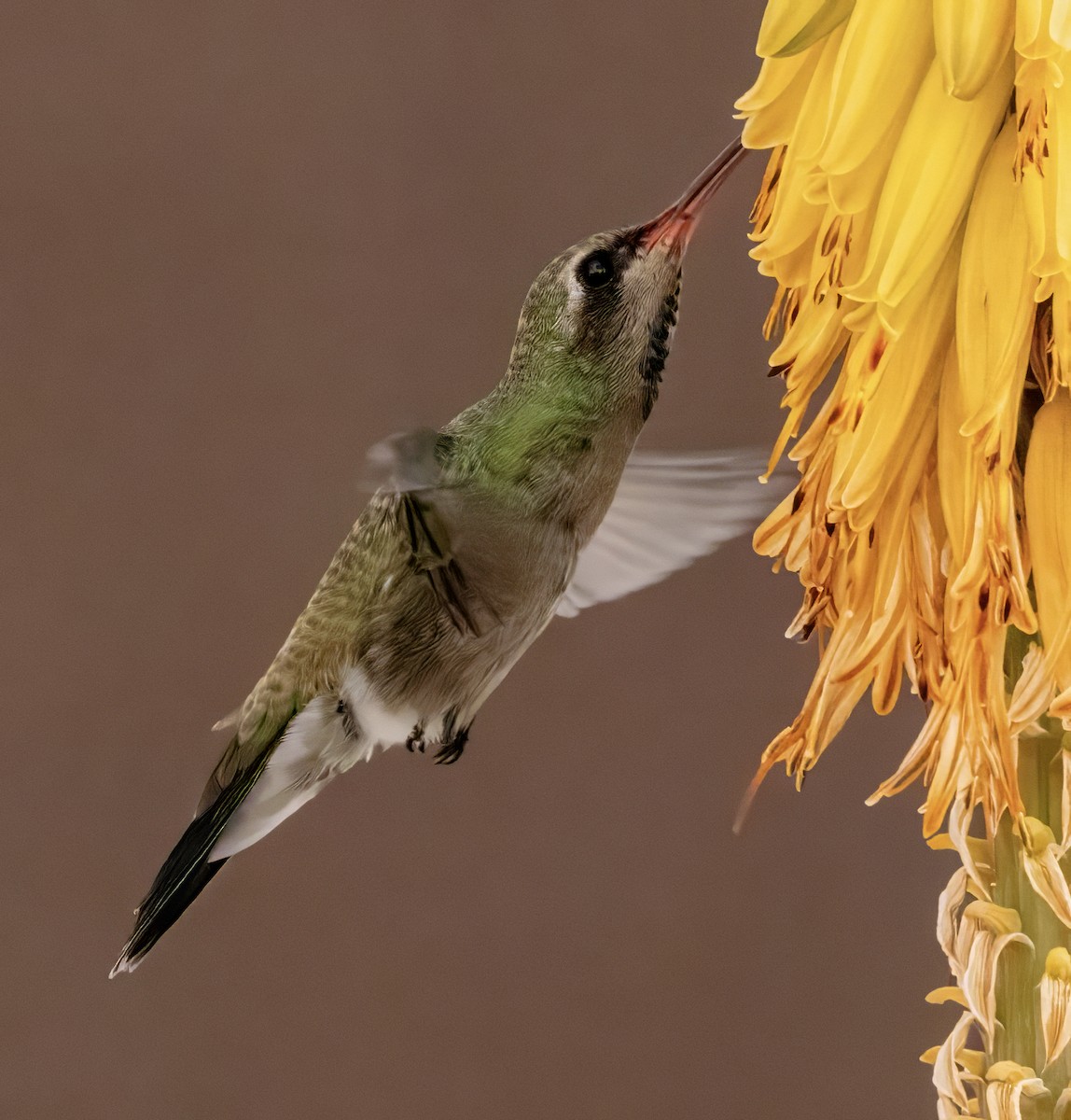 Broad-billed Hummingbird - ML617949142