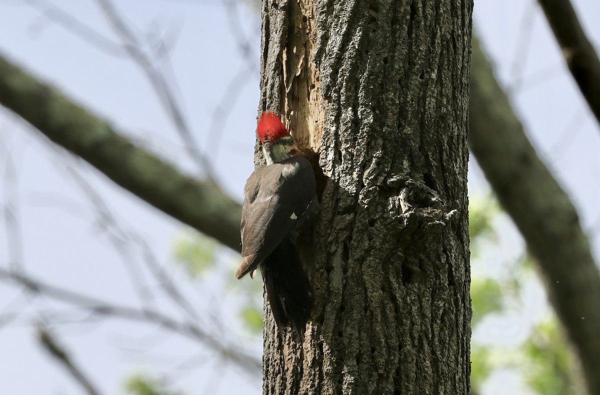 Pileated Woodpecker - ML617949147