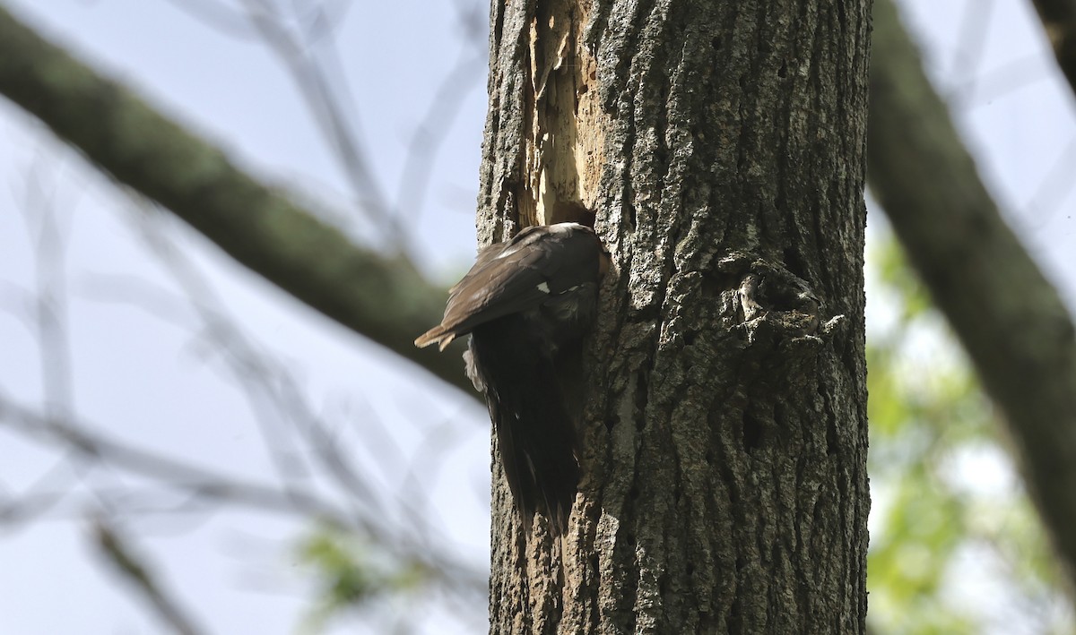 Pileated Woodpecker - ML617949148