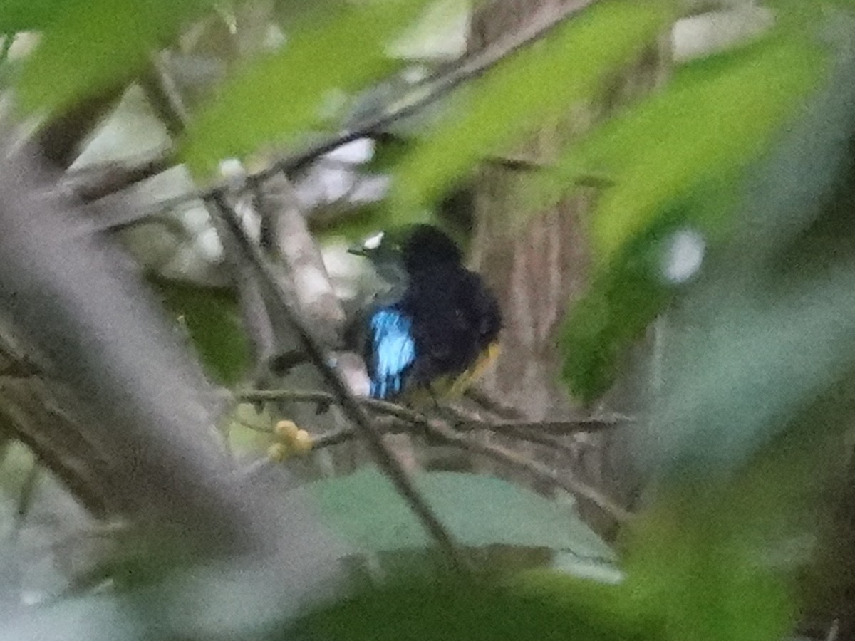 White-fronted Manakin - Barry Reed