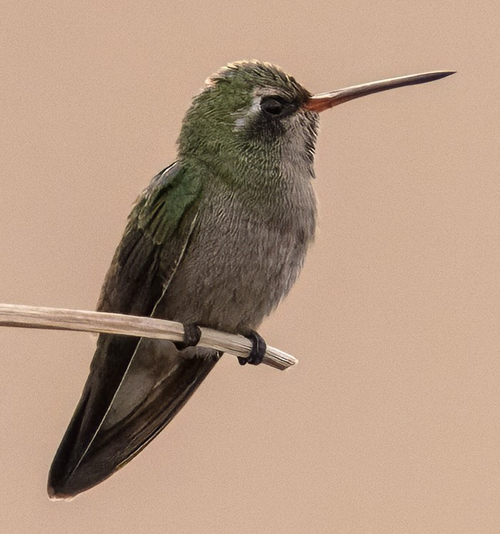 kolibřík širokozobý - ML617949183