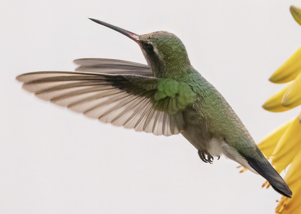 kolibřík širokozobý - ML617949184