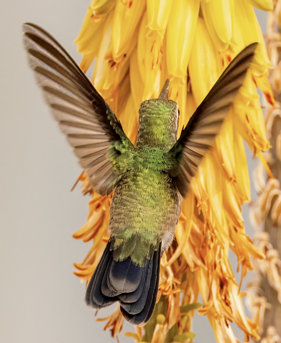 Broad-billed Hummingbird - Scott Young