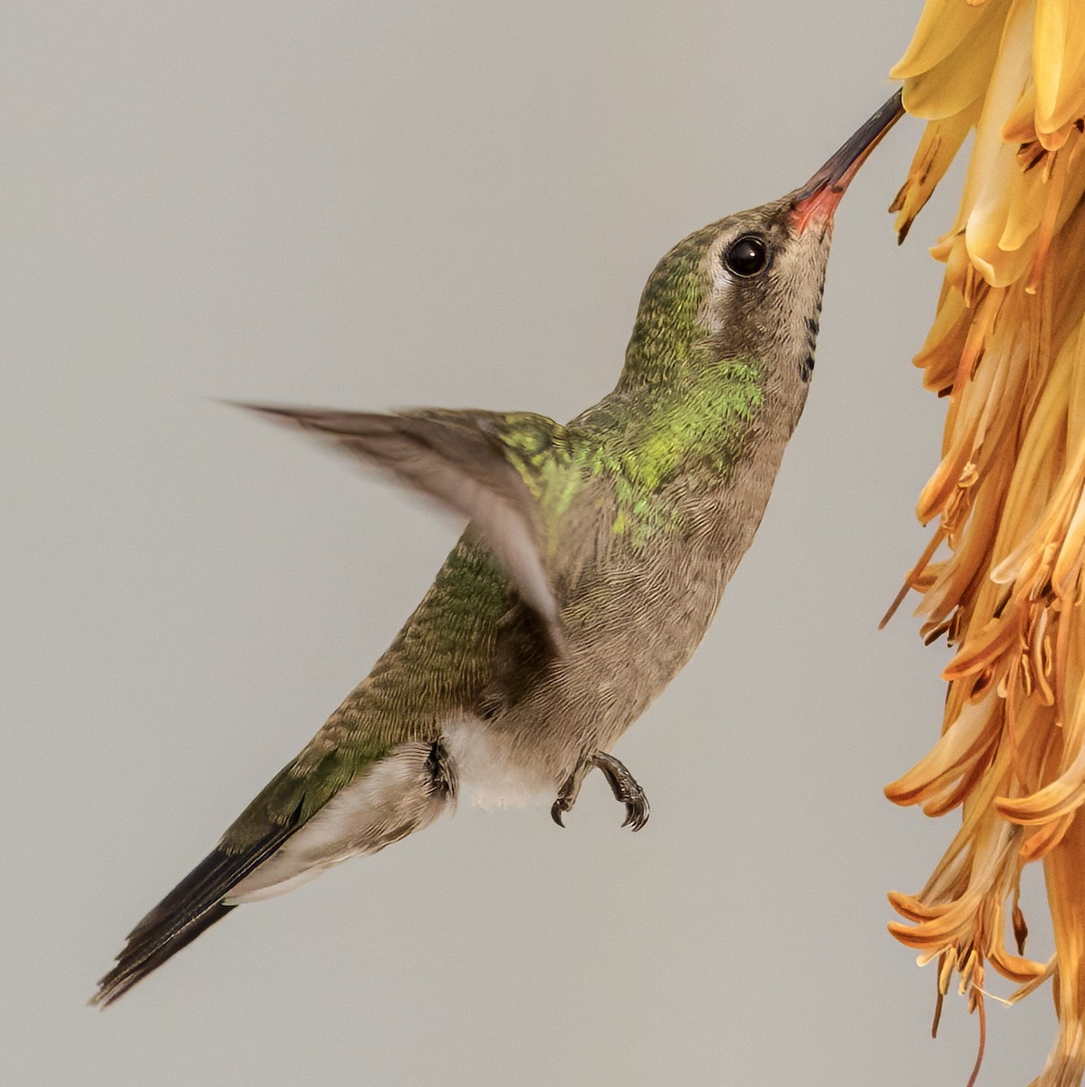 kolibřík širokozobý - ML617949186