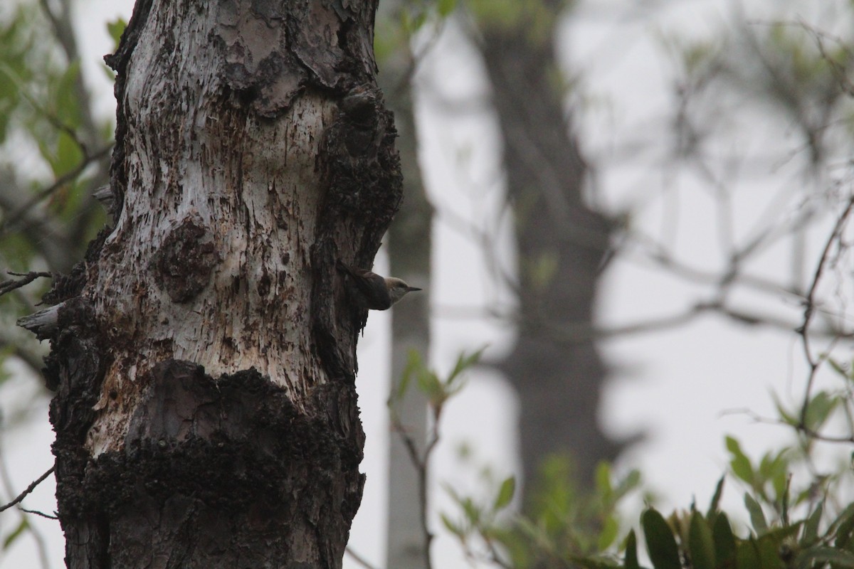 Brown-headed Nuthatch - ML617949190