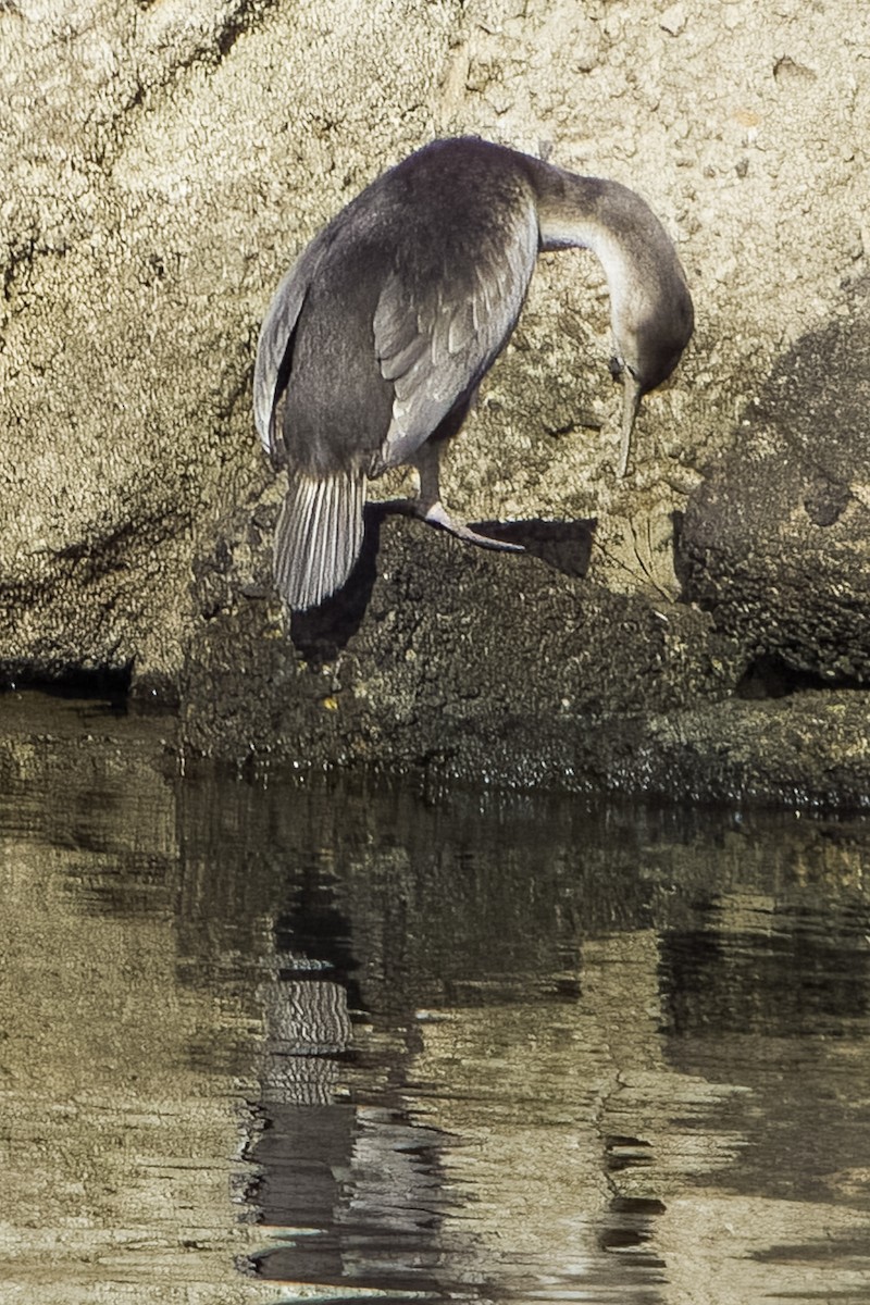 Spotted Shag - ML617949248