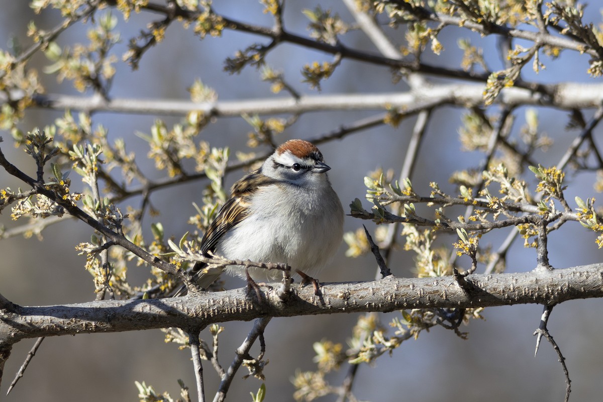 Chipping Sparrow - ML617949287