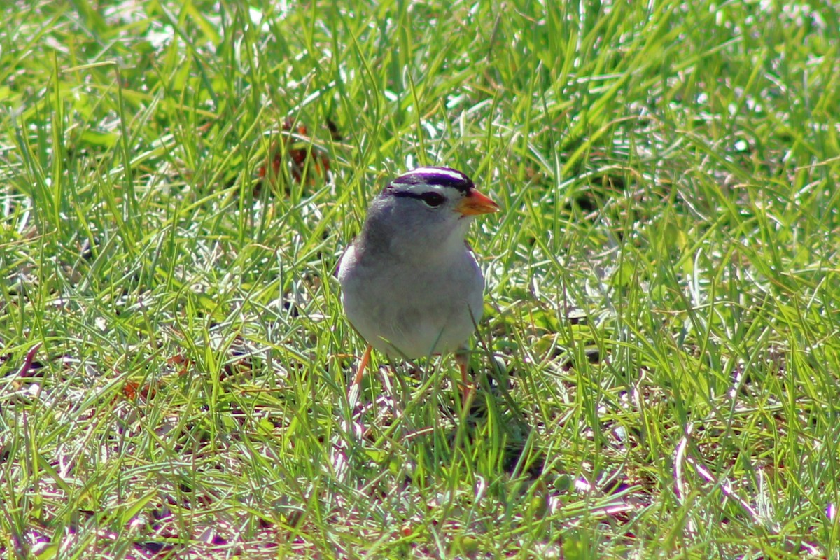 White-crowned Sparrow - John Snyder