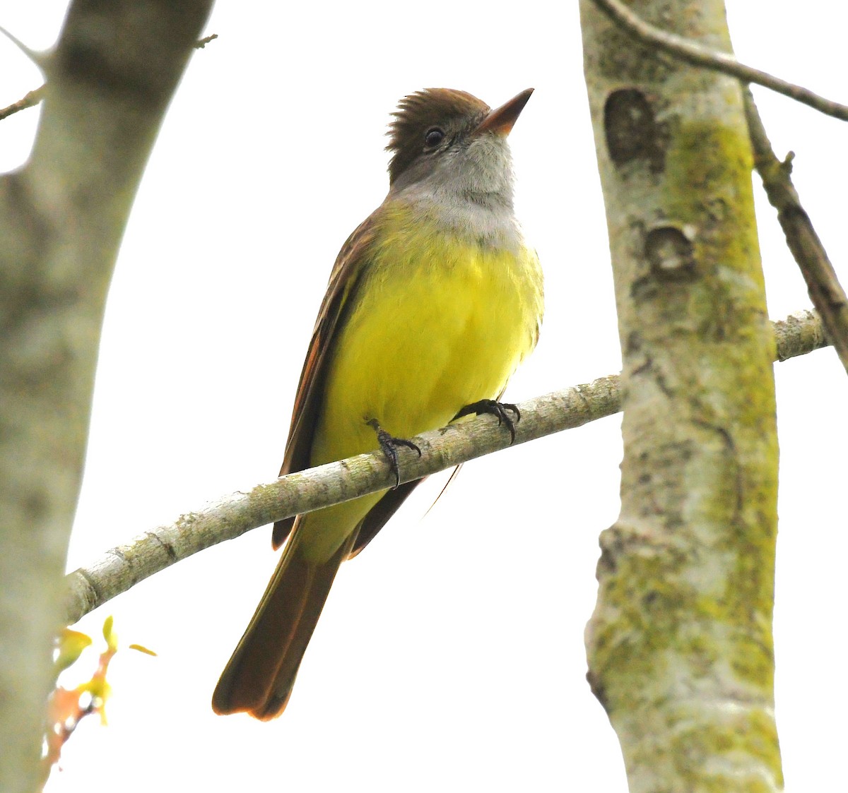 Great Crested Flycatcher - ML617949299