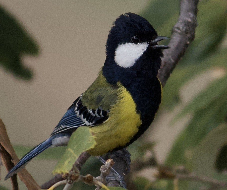 Green-backed Tit - ML617949314
