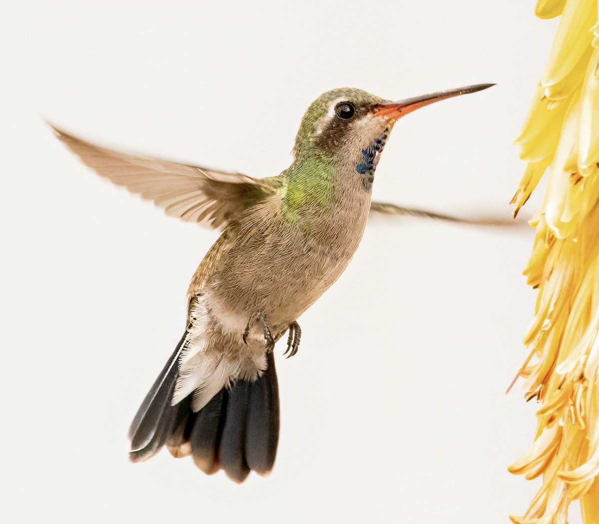 Broad-billed Hummingbird - ML617949315