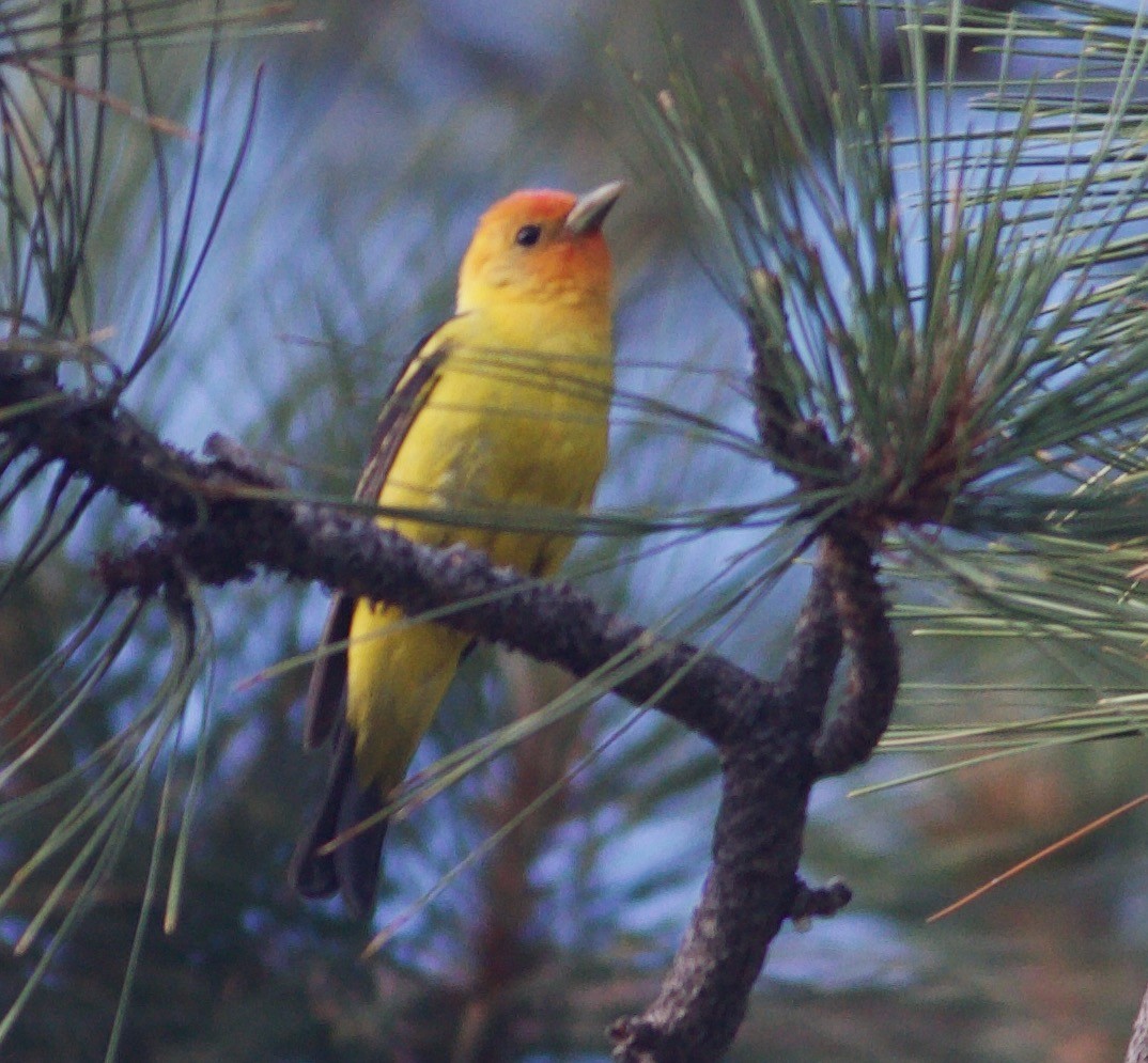 Western Tanager - ML617949324