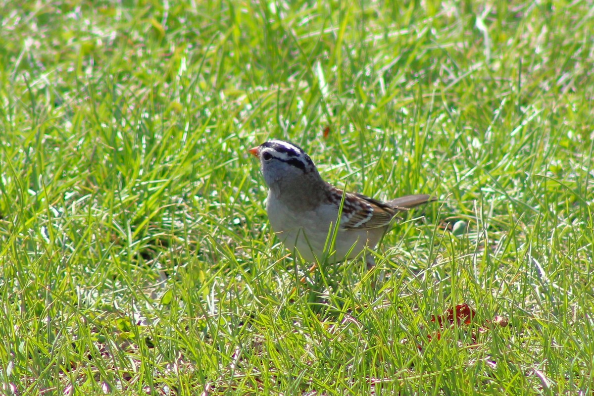 White-crowned Sparrow - ML617949331