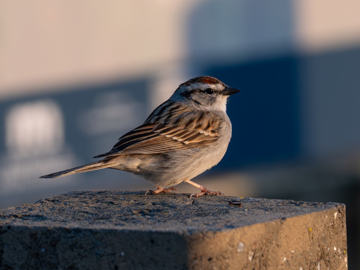 Chipping Sparrow - ML617949381