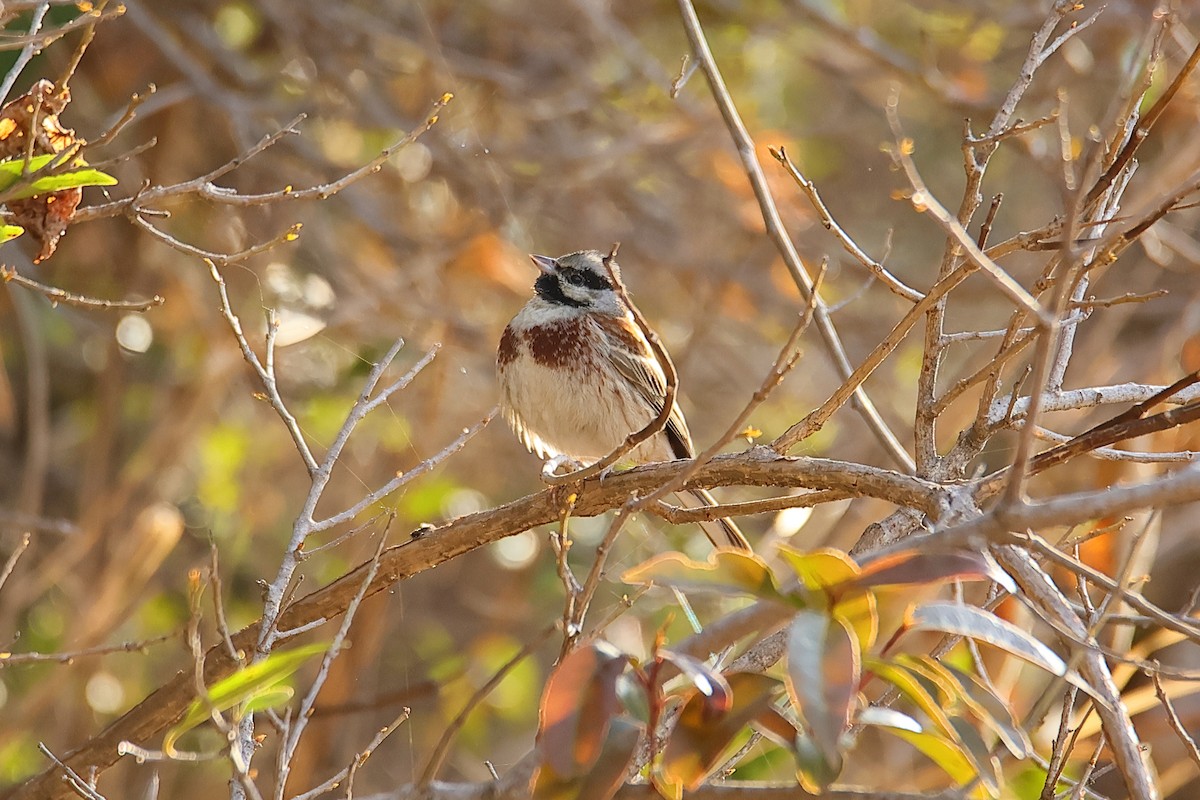White-capped Bunting - ML617949384