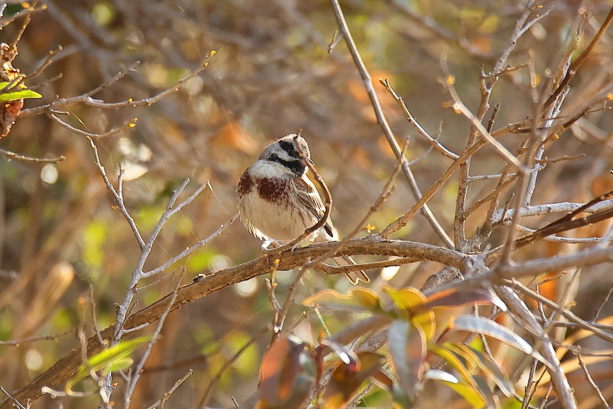 White-capped Bunting - ML617949385