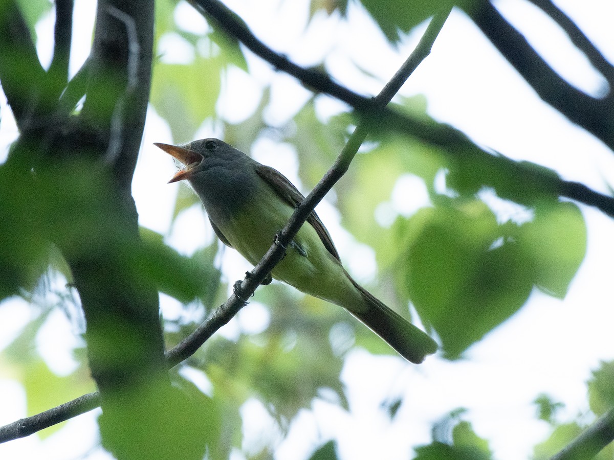 Great Crested Flycatcher - ML617949438