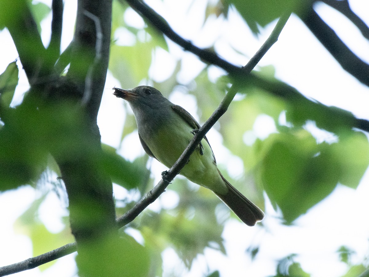 Great Crested Flycatcher - ML617949439