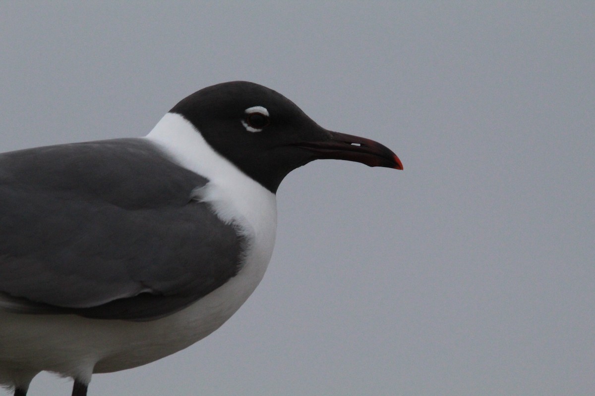 Laughing Gull - Tony Arnold