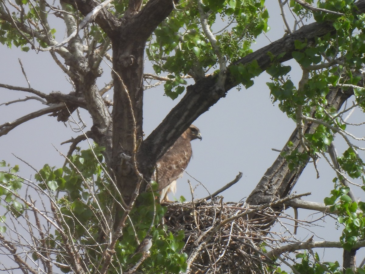 Red-tailed Hawk (calurus/alascensis) - Dionne Adkison