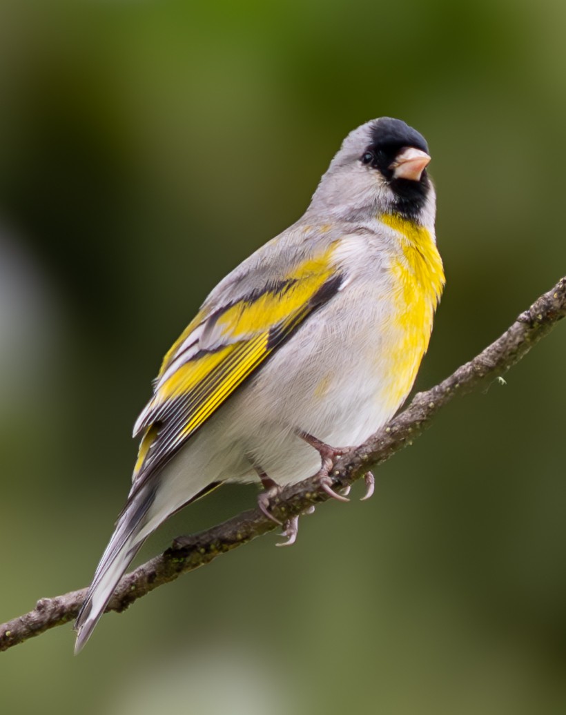 Lawrence's Goldfinch - ML617949562