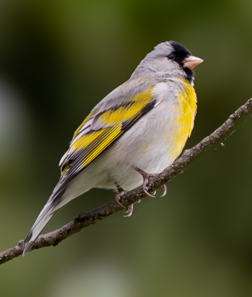 Lawrence's Goldfinch - ML617949563