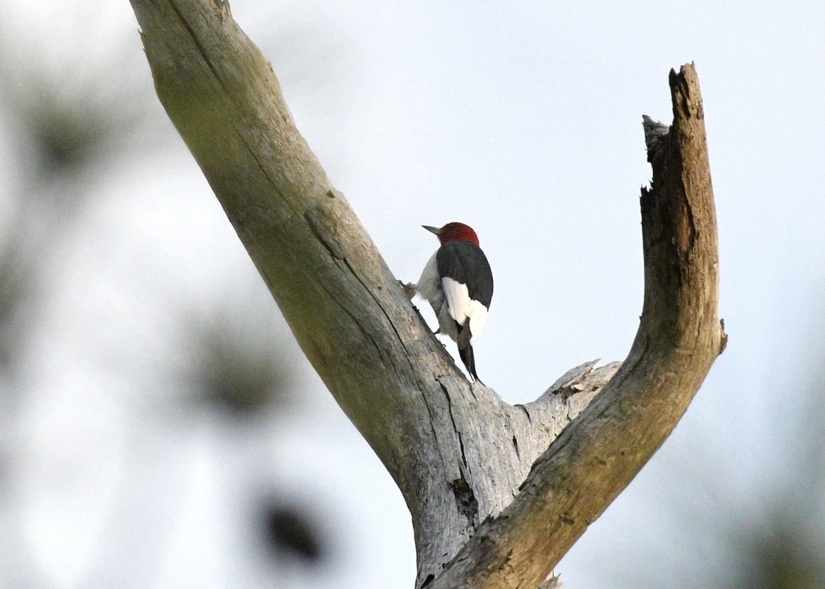 Red-headed Woodpecker - ML617949631