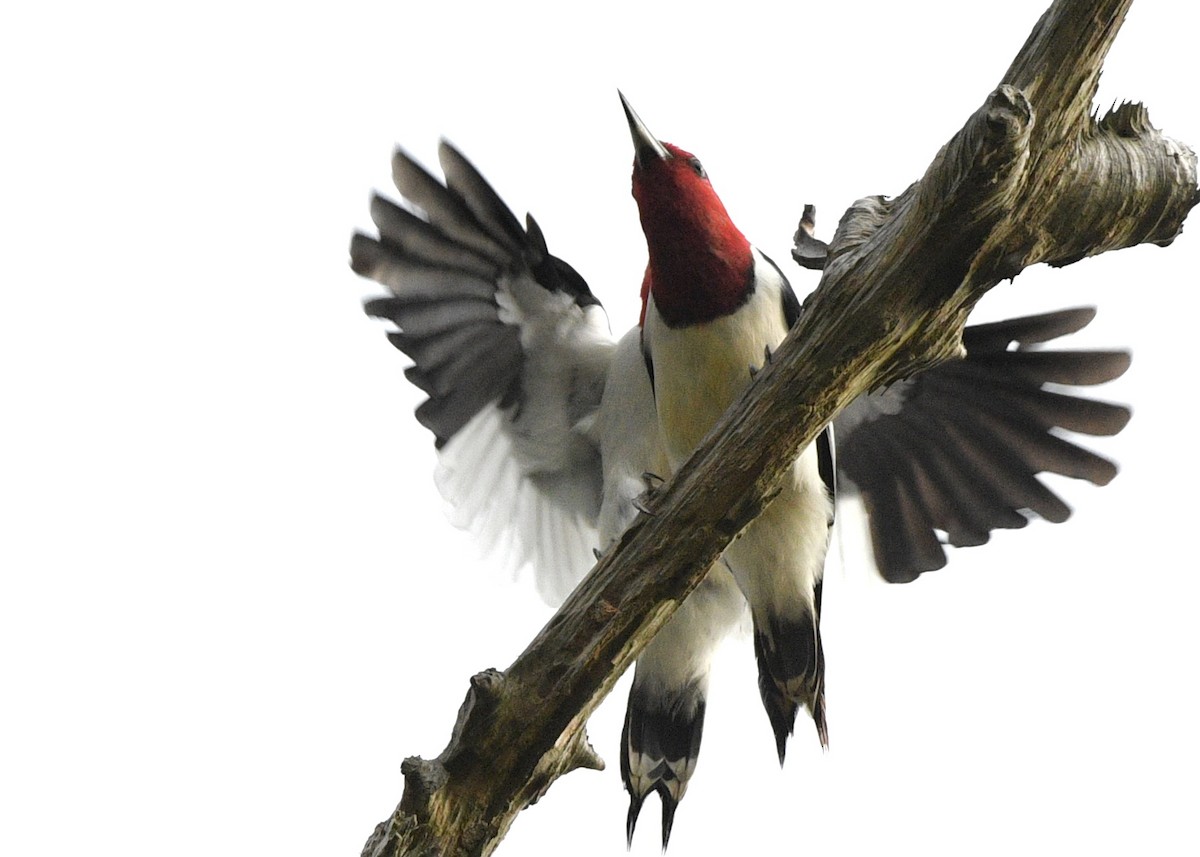 Red-headed Woodpecker - ML617949632
