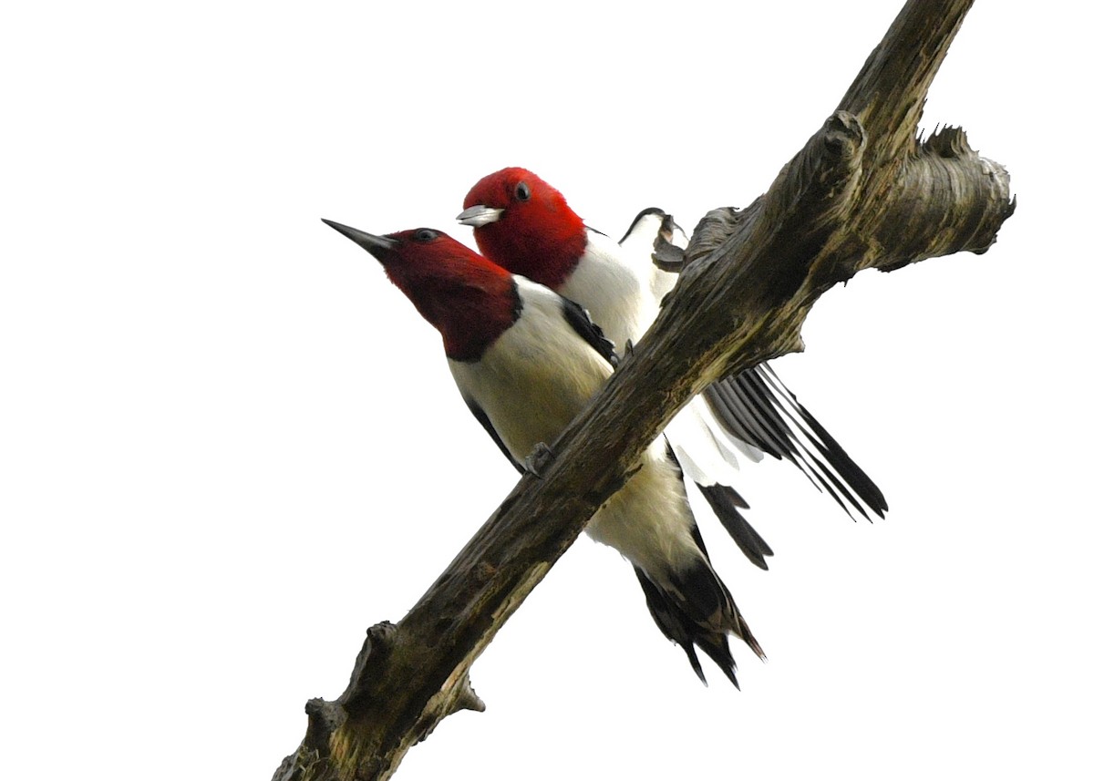 Red-headed Woodpecker - ML617949633