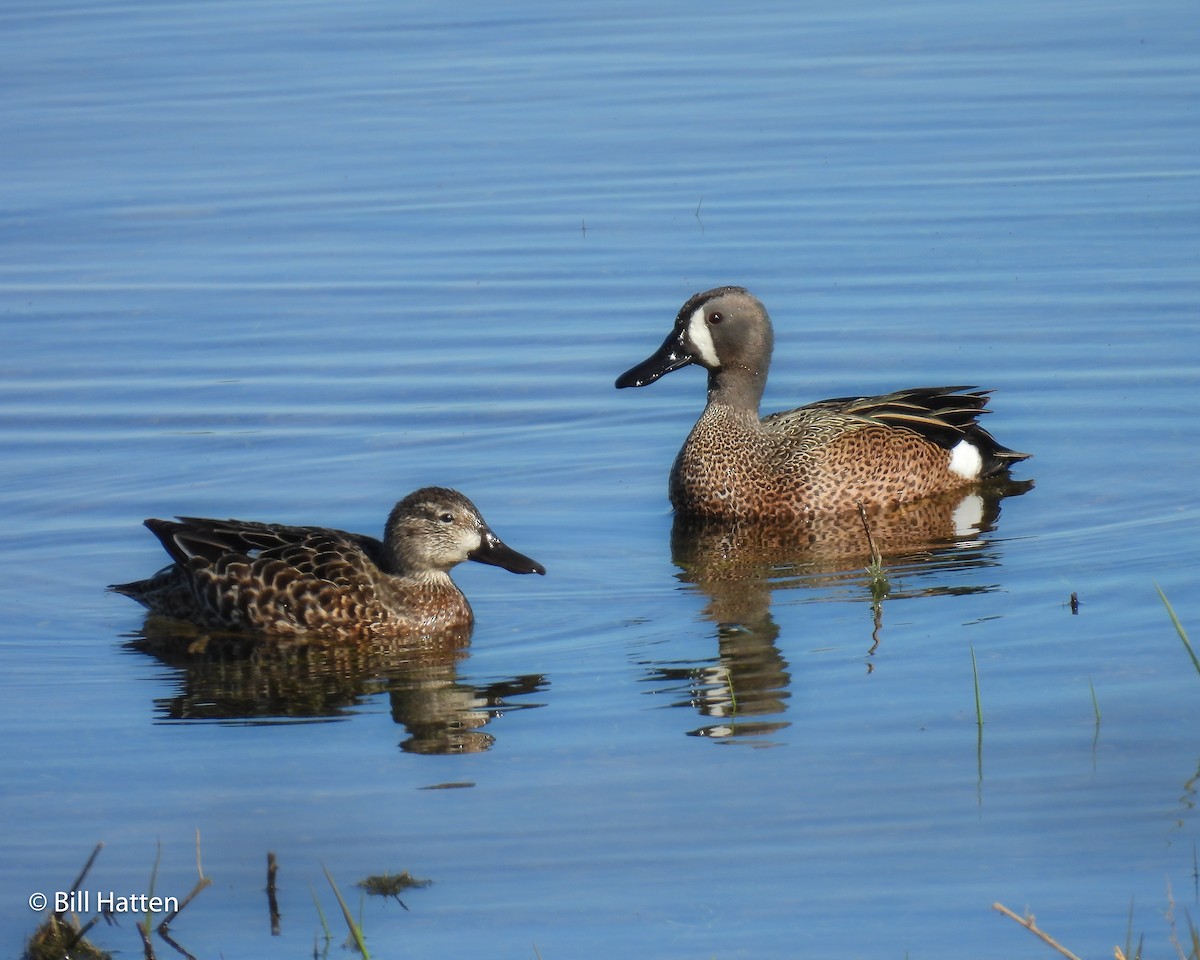 Blue-winged Teal - ML617949641
