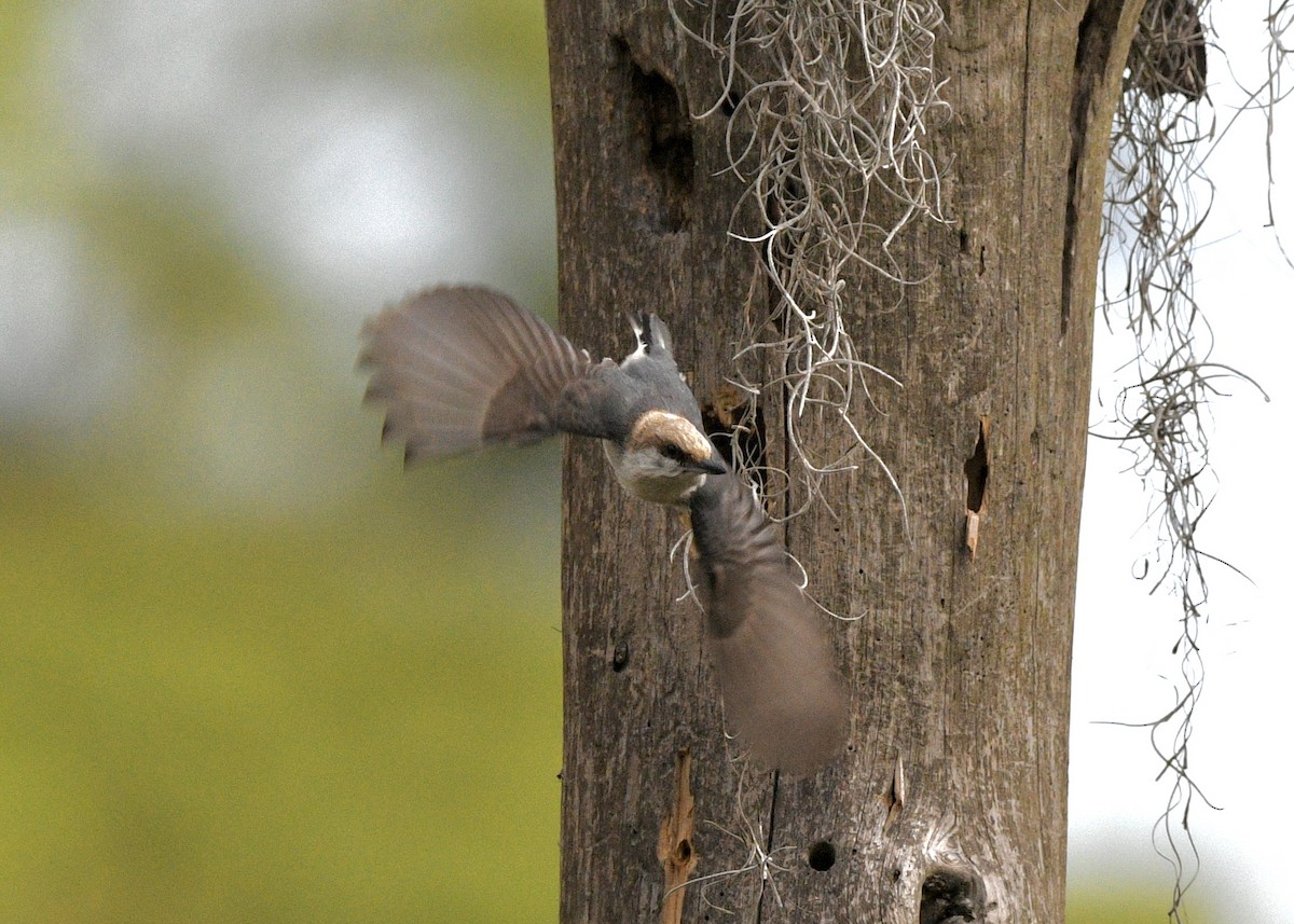 Brown-headed Nuthatch - ML617949700