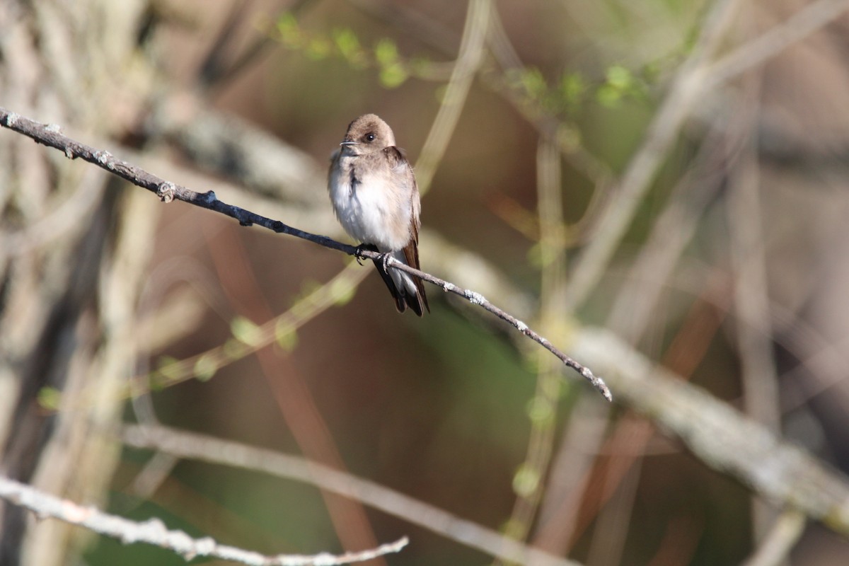 Northern Rough-winged Swallow - ML617949718