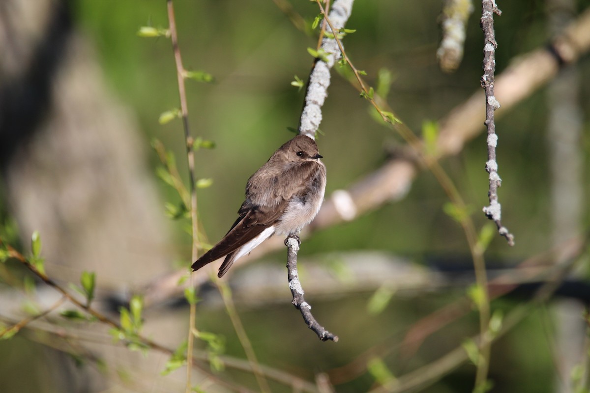 Northern Rough-winged Swallow - ML617949719